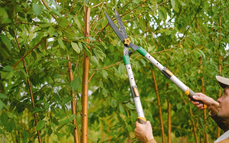 Tree trimming in Mongo, IN